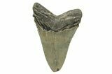 Serrated, Fossil Megalodon Tooth - North Carolina #271112-1